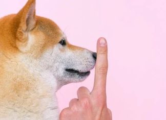 Housebreaking 101: A Step-by-Step Guide to Potty Training Your Dog