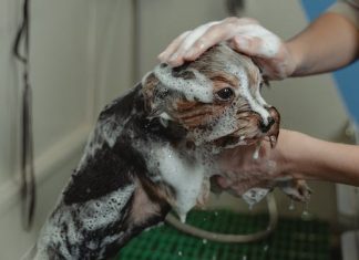 How Often Should I Bathe My Dog? The Truth About Dog Hygiene