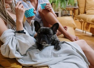 My Dog Ate Chocolate! What to Do When Your Dog Eats Something Toxic