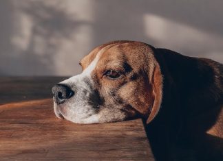 Why Is My Dog Not Eating? Understanding the Reasons and Solutions