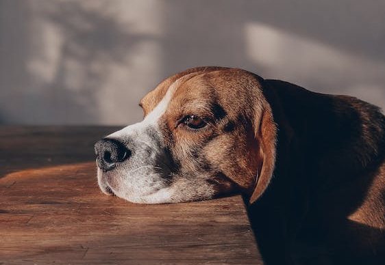Why Is My Dog Not Eating? Understanding the Reasons and Solutions