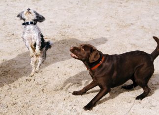 Why Leash Training is Essential for Your Dog's Safety and Your Peace of Mind