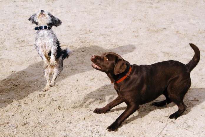 Why Leash Training is Essential for Your Dog's Safety and Your Peace of Mind