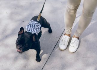 black pug with white and black striped shirt and white pants