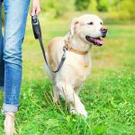 Amazing Signs That Show Your Golden Retriever is Well Trained Golden Retriever Training