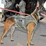Navy SEAL’s Dogs : Don’t mess with this canine universal soldiers.
