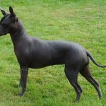 Xoloitzcuintli or The Mexican Hairless Dog old more than 3500 years xoloitzcuintli