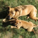 Shocking : Pit Bull was Euthanized While Still in Labor