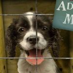 Adoption : How to Find the Perfect Dog? dog adoption