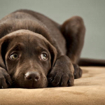 Top 5 Dogs from Horror Movies