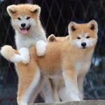 Akita Puppy for the Russian Figure Skater