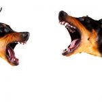 Dog Behavior : Can Dog Aggression be Cured? dog aggression