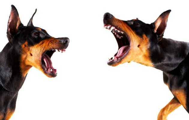 dog aggression