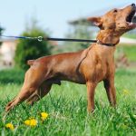 Your Dog is Barking too much? No problem… dog barking