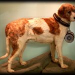 Dog Breeds – Before and After 100 years of Breeding
