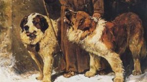 Barry – The Story of the Most Famous Saint Bernard Dog in the World