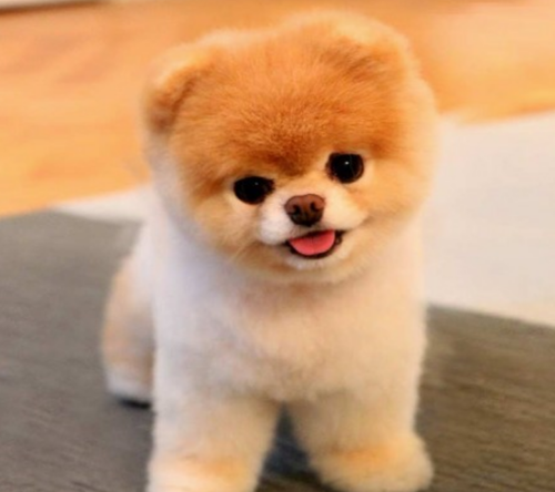 real teddy bear dog