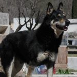 Story of Capitan : The dog that guarded his master’s grave