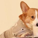 You will not resist this Corgi-shaped Cappuccino Foam…