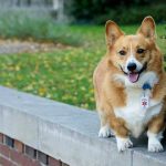 Next College’s Student Government President could be Corgi ?