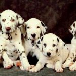 The Plum Pudding Dog – Dalmatian Dalmatian