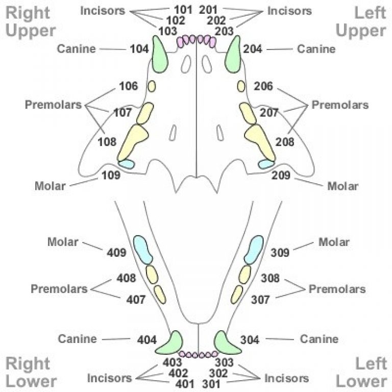 Dog Tooth Diagram