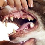 Dental Anatomy of Dogs dog teeth