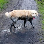 How to properly clean your dog? cleaning dog