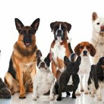 What you need to know before getting a dog? getting dog