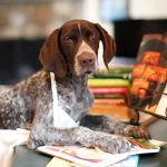 Home-made Dog Food : Yes or No?