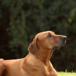 Dog Training : How ,When, Where ? (Beginner’s Guide) dog training beginners