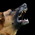 What causes good dogs to become bad dogs?