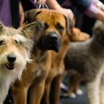 Are you new to dog shows? – Here are 10 important things you will need to know! dog training for shows