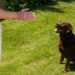 How and why to punish your dog?