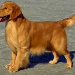 All About Golden Retriever Golden Retriever