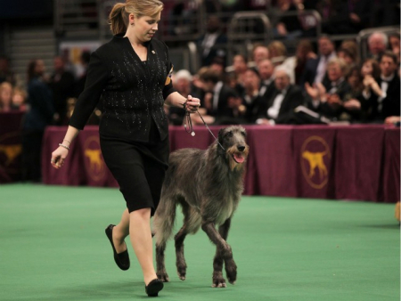 dog training for shows