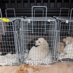 Shocking : Arrests over illegal puppy trading illegal puppy