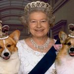 BREAKING NEWS : Queen is devastated over her Corgi Willow’s Death queen corgi