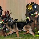Inspiring Stories about German Shepherd’s Heroism german shepard hero