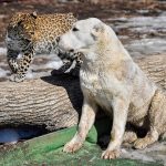 Rescued leopard cub is now being raised by dog in a Zoo in Vladivostok leopard dog