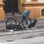 Happy ending of a sad story : Dog waited for his owner for days, finally came home sad dog story