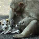 What this monkey do with the stray puppy will leave you speechless… monkey care puppy