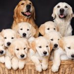 How to Study Dog’s Pedigree?