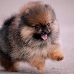 Pomeranian : Real-life Teddy Bear pomeranian