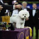 Which dog breeds will most likely won the Best in Show?