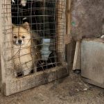 Shocking : More than 150 dogs are rescued from illegal dog meat farm in South Korea dog rescued