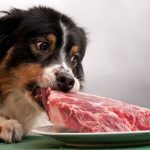 How To Find The Perfect Diet For Your Dog diet dog