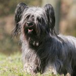The Knight of Isle of Skye : The Skye Terrier skye terrier