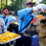 Tihar – Festival that celebrates Dogs tihar dog festvial