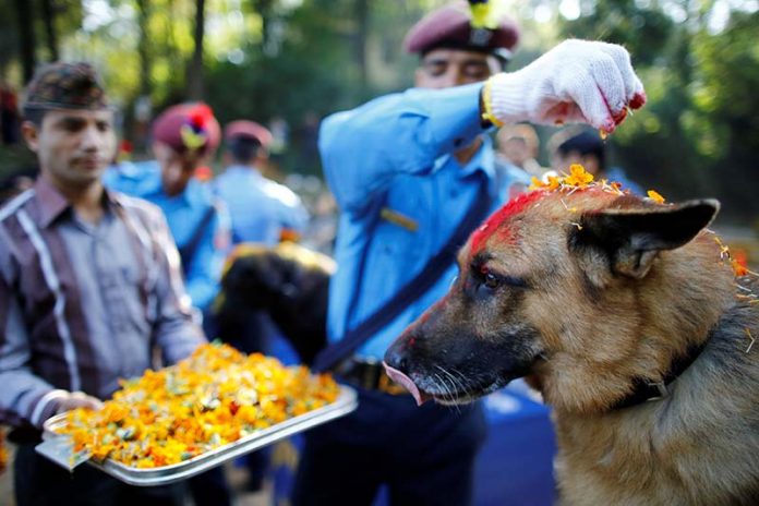 Nepalese police officers worship a dog during Tihar celebrations at the Central Police Dog Training School in Kathmandu tihar dog festvial